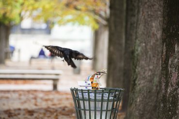 - Le Jardin des Tuileries, <br>a perspective